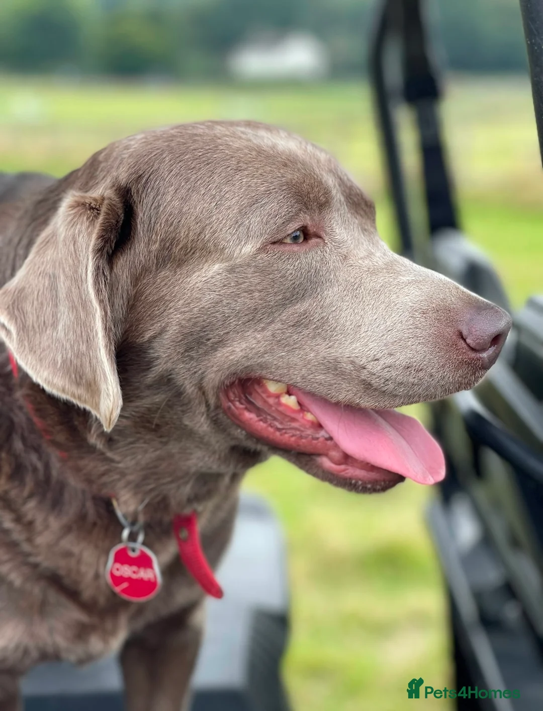 Labrador Retriever dogs for sale: Stunning pure pedigree silver labrador puppies - Advert 8