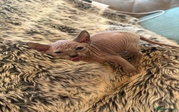 Sphynx cats for sale: 🖤 Sphynx Kittens for Sale – Ready August 🐾 - Image 12