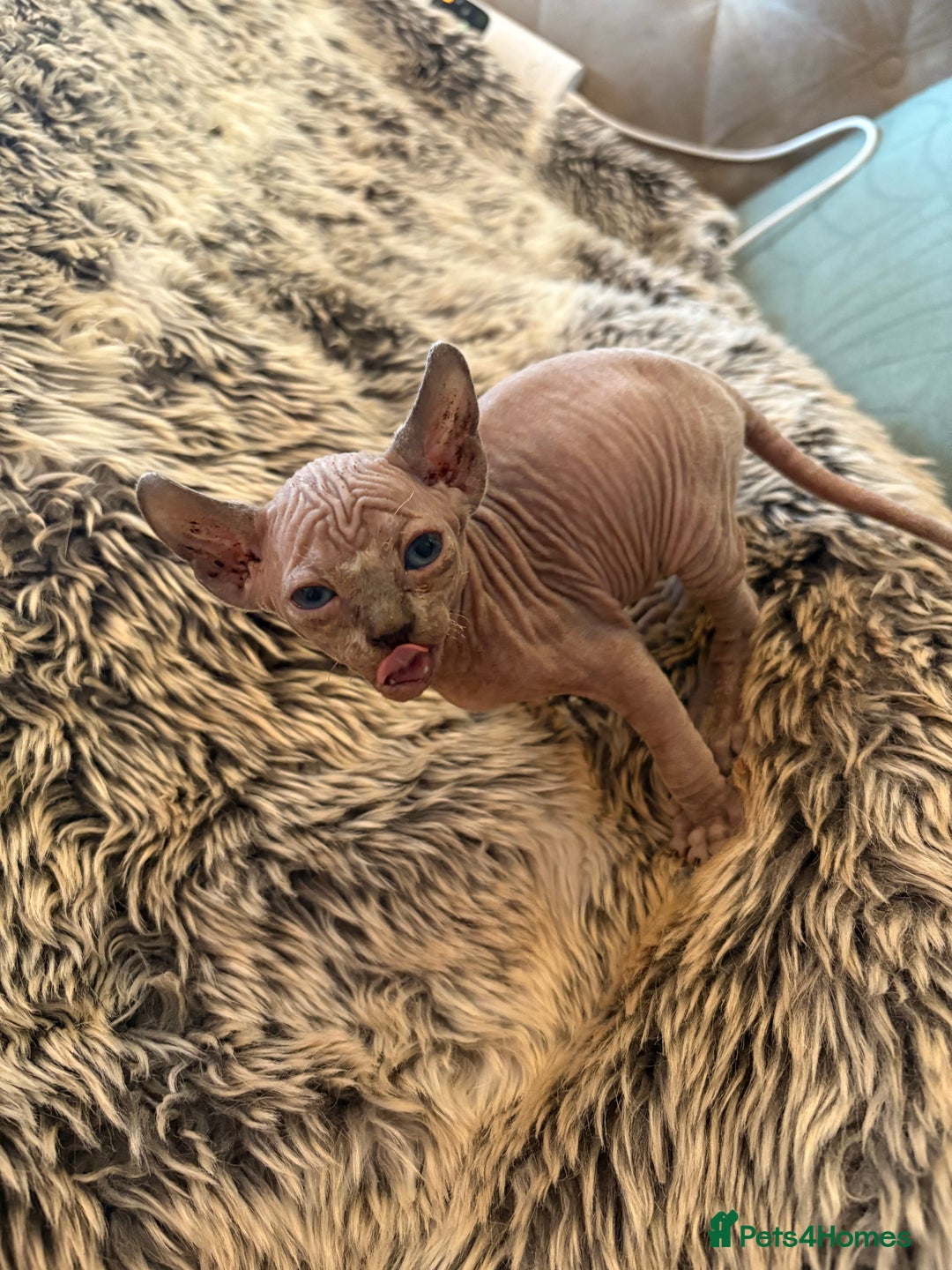 Sphynx cats for sale: 🖤 Sphynx Kittens for Sale – Ready August 🐾 - Image 12