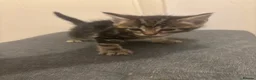 Mixed Breed cats for sale: Beautiful playful kittens  - Advert 4