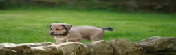 Lurcher dogs for sale: Suki x Charlie - Saluki, Collie, Bull, Grey - Advert 7