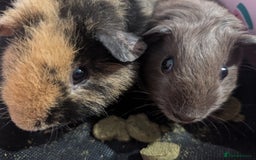 Guinea Pig rodents for sale: REHOMING TWO MALE GUINEAPIGS BOTH UNDER 6 MONTHS - Image 4