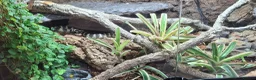 King Snake reptiles for sale: California king snake full set up in Prenton - Advert 13