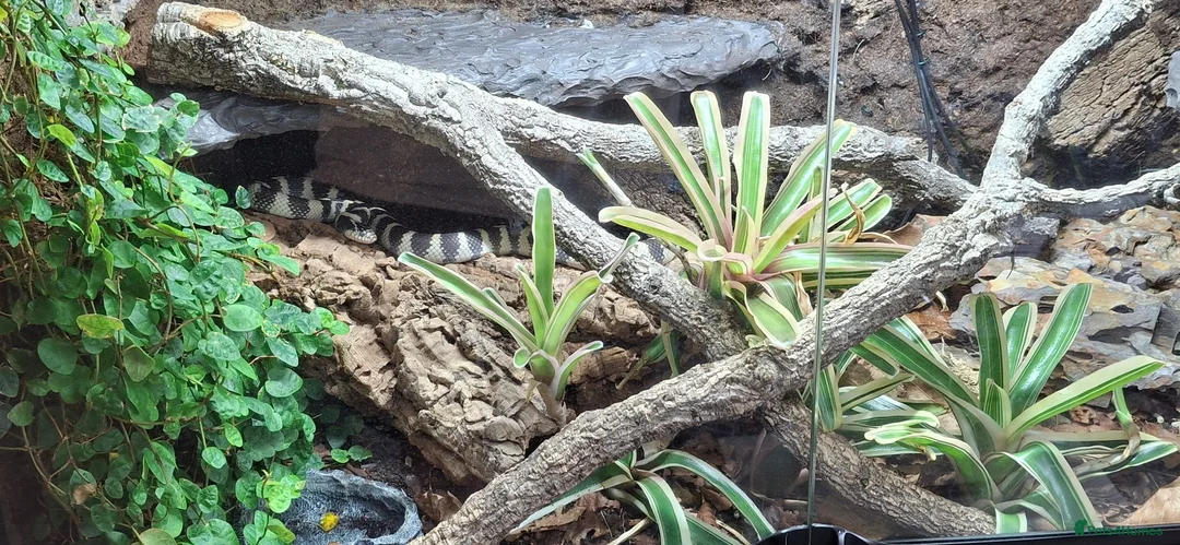 King Snake reptiles for sale: California king snake full set up in Prenton - Advert 13