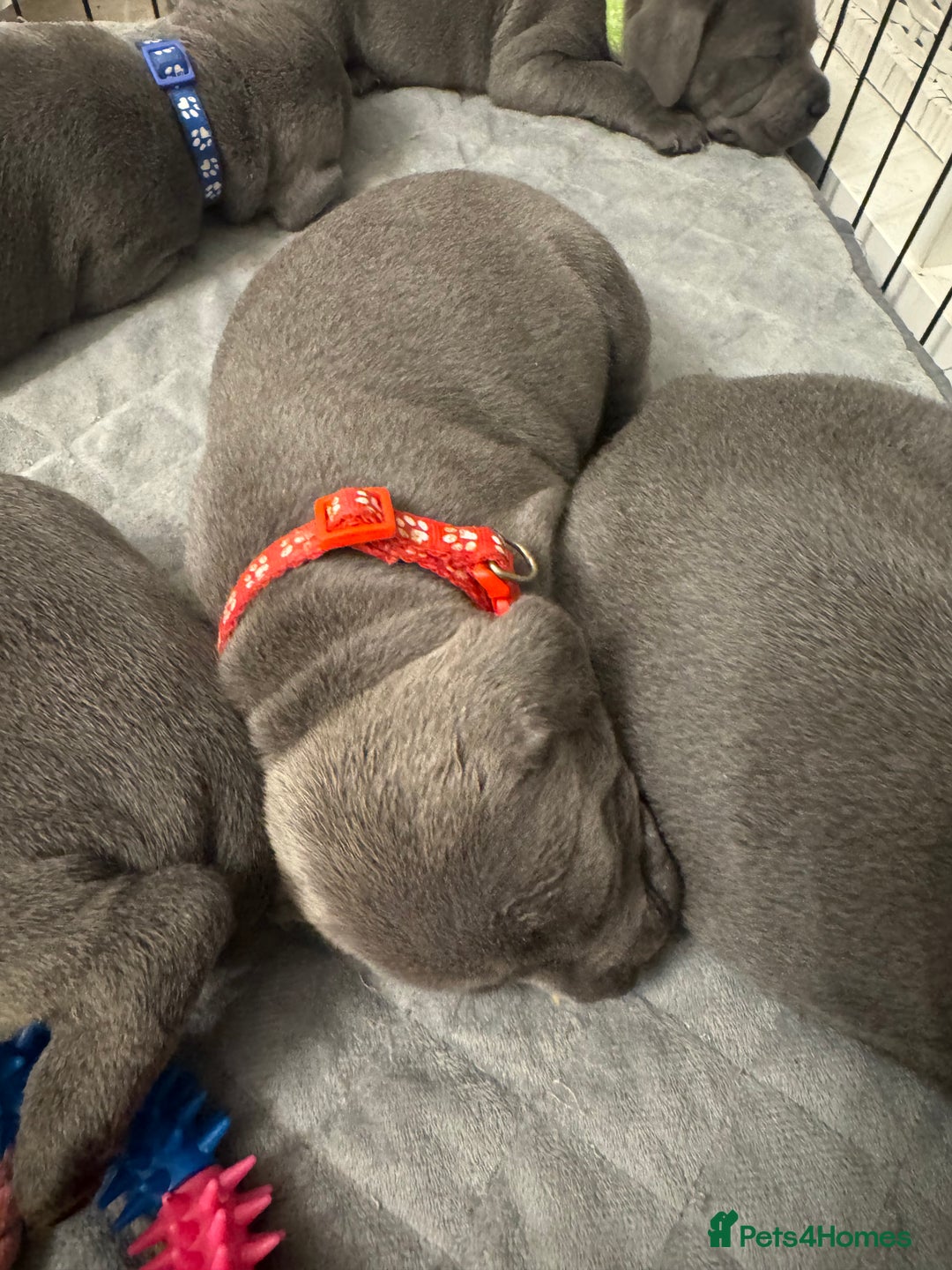 Staffordshire Bull Terrier dogs for sale: STUNNING KC REGISTERED BLUE STAFFY PUPS - Advert 7