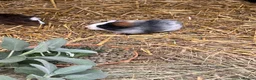 Guinea Pig rodents for sale: Guinea Pigs - Advert 7