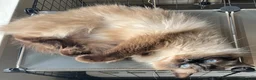 Ragdoll cats for sale: Retired Ragdoll Queen looking for nurturing home - Advert 8