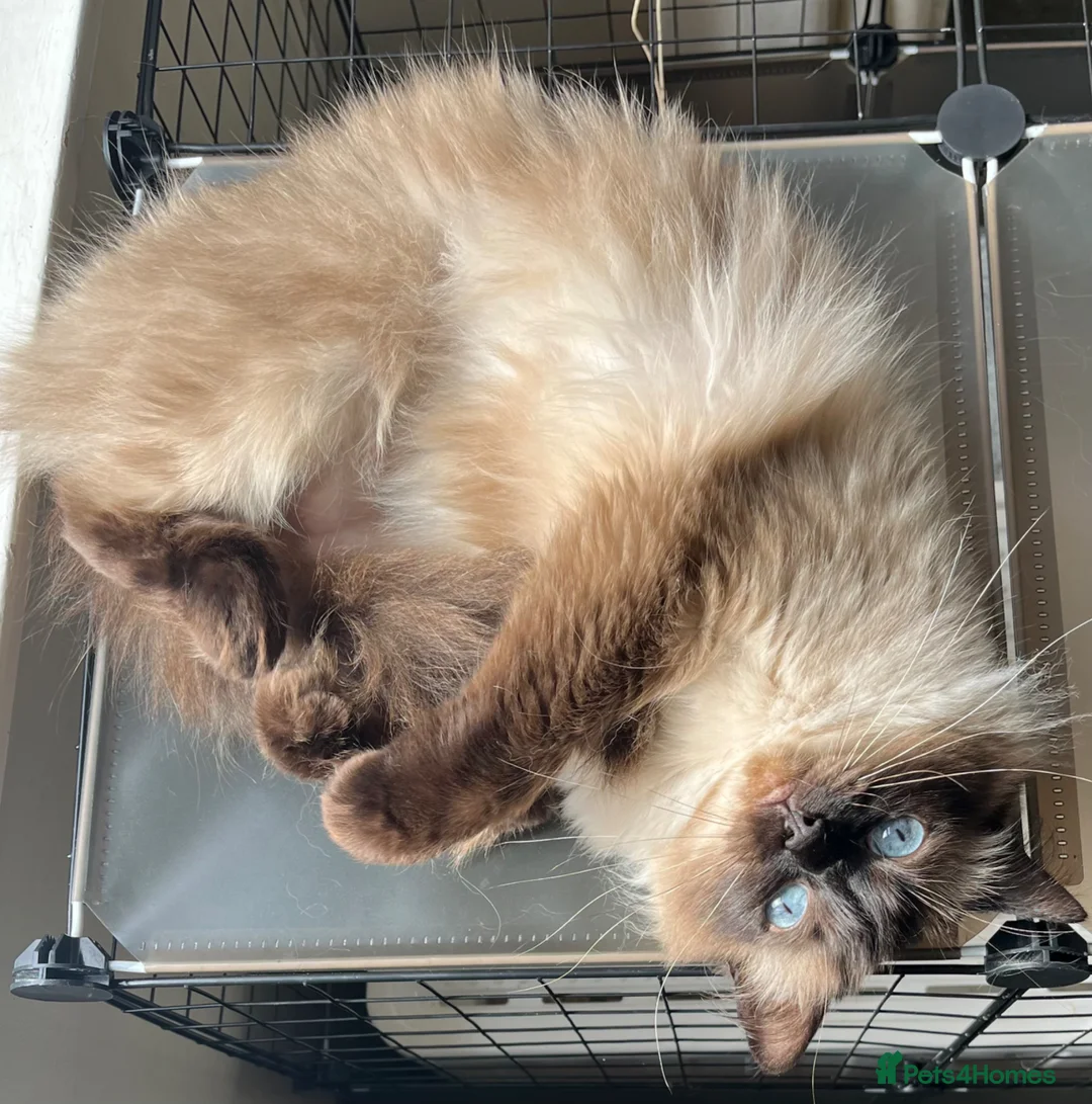 Ragdoll cats for sale: Retired Ragdoll Queen looking for nurturing home - Advert 8