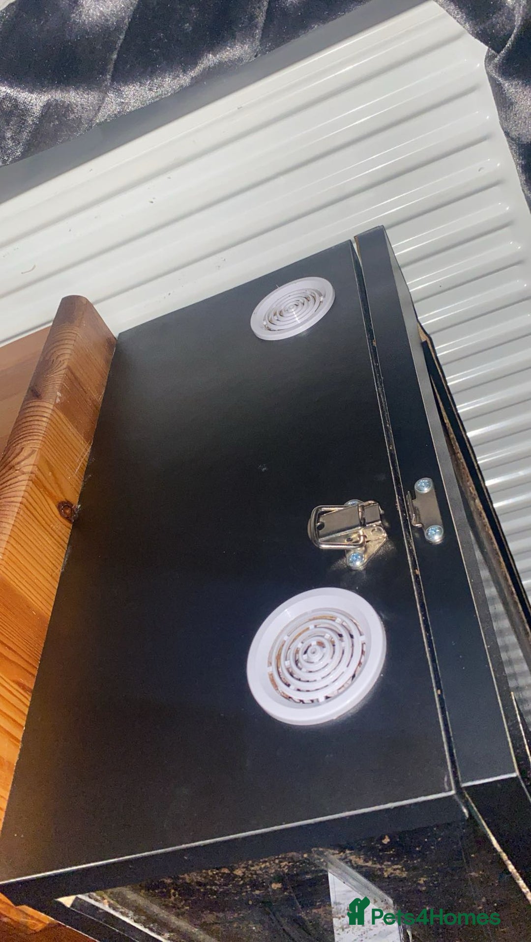 Leopard Gecko reptiles for sale: leopard gecko - Image 12