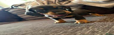 Dachshund 3