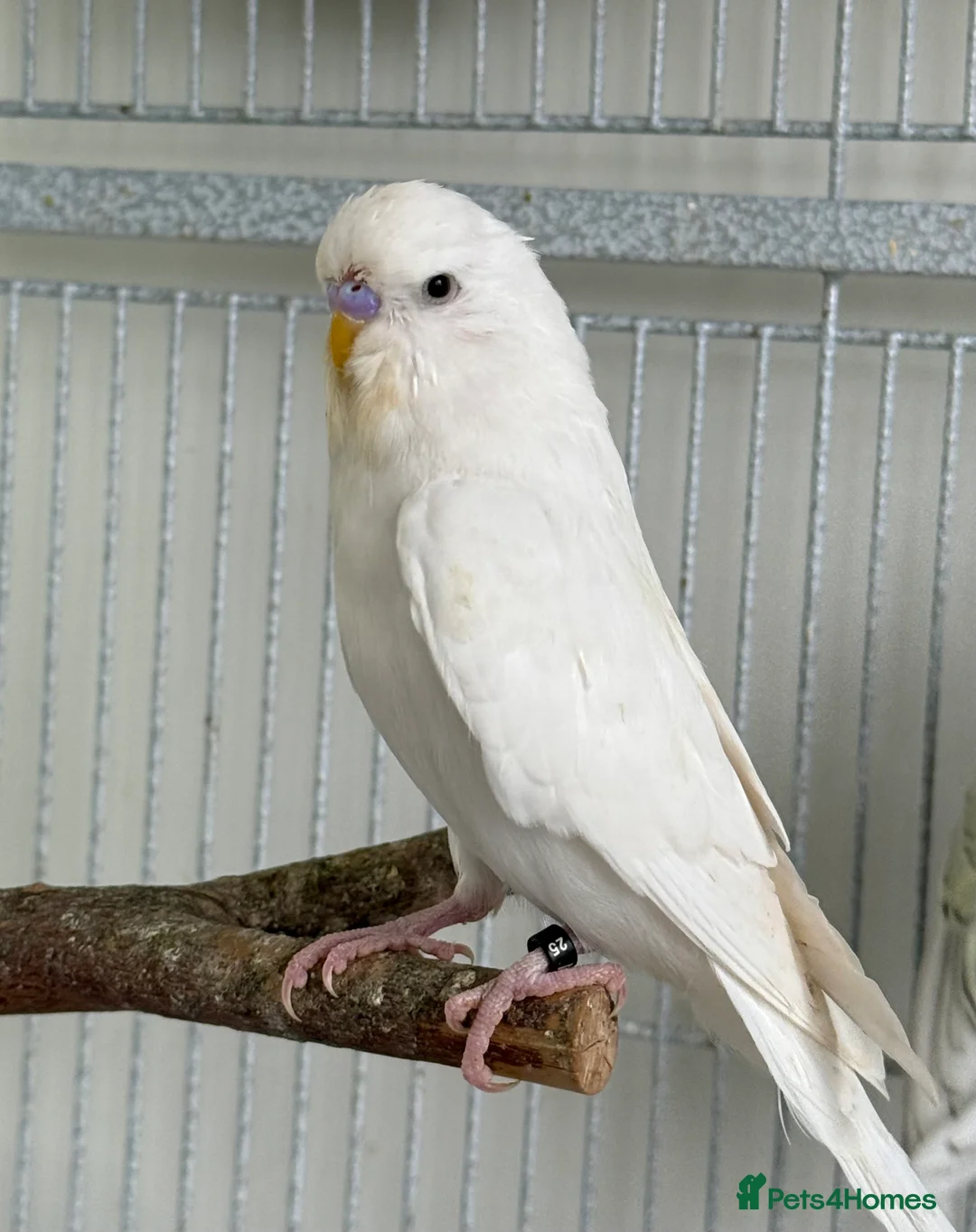 Budgerigars birds for sale: Young Budgies - Advert 12