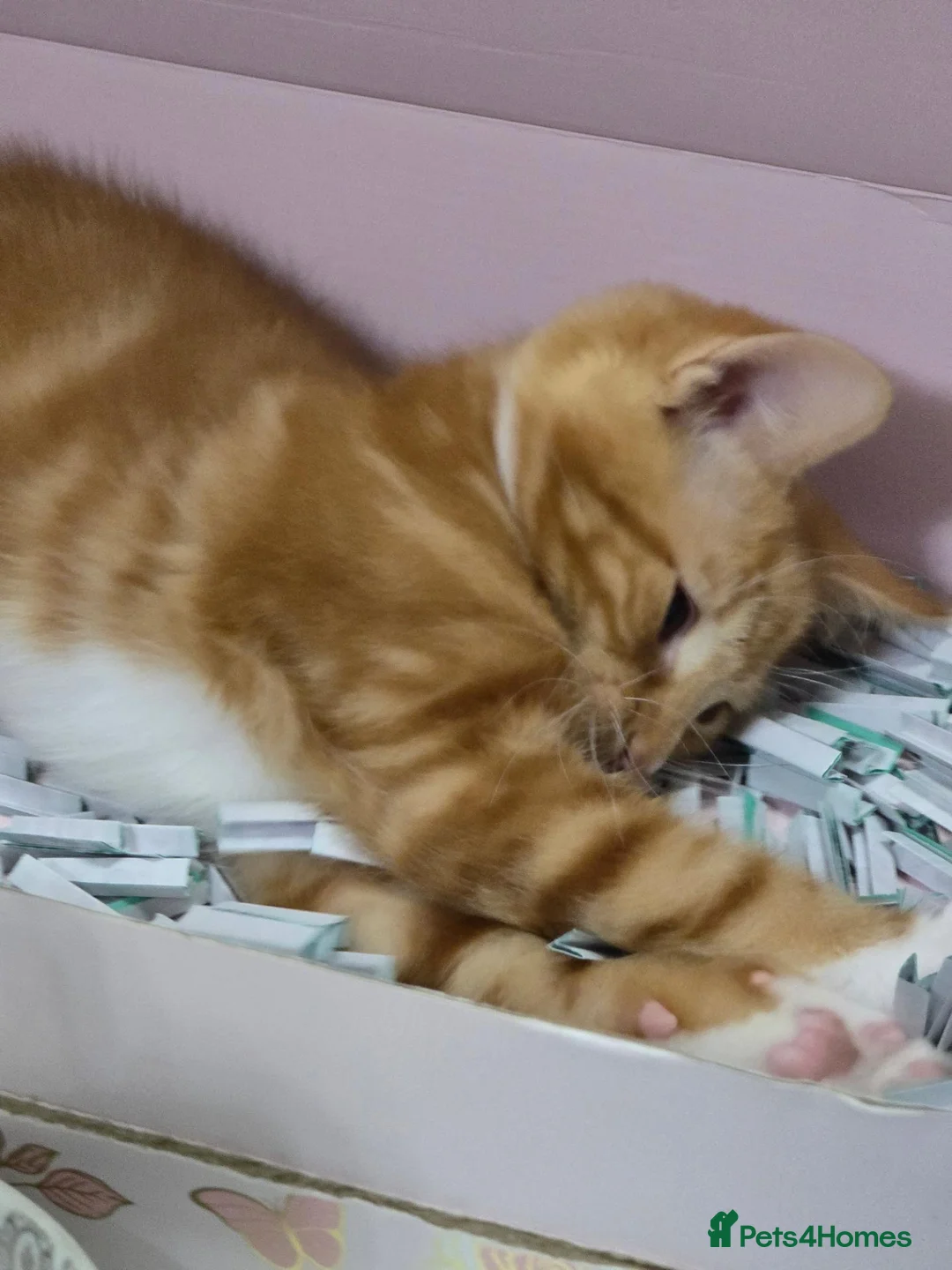 British Shorthair cats for sale: Ginger Male kitten - Advert 2