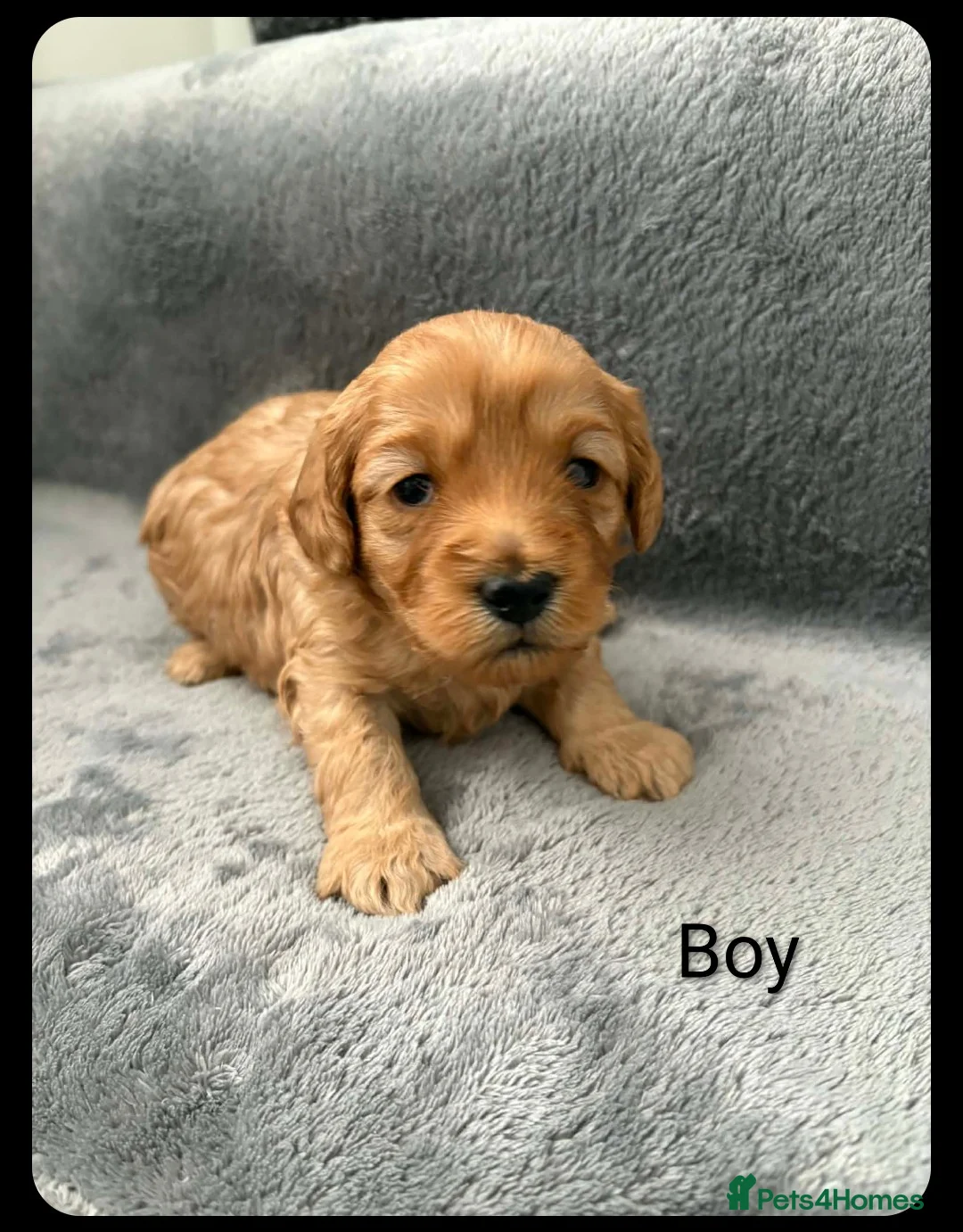 Cavapoo dogs for sale: Cavapoo toy - Advert 2