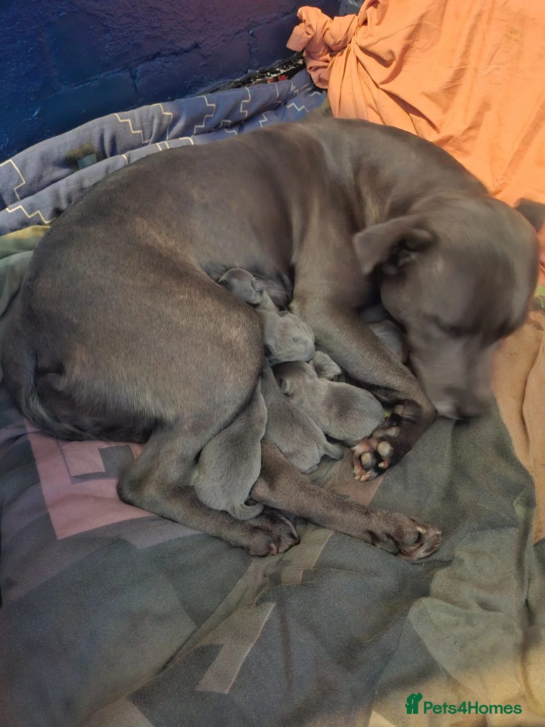 Staffordshire Bull Terrier dogs for sale: Blue KC Registered staffordshire bull terriers  - Advert 1