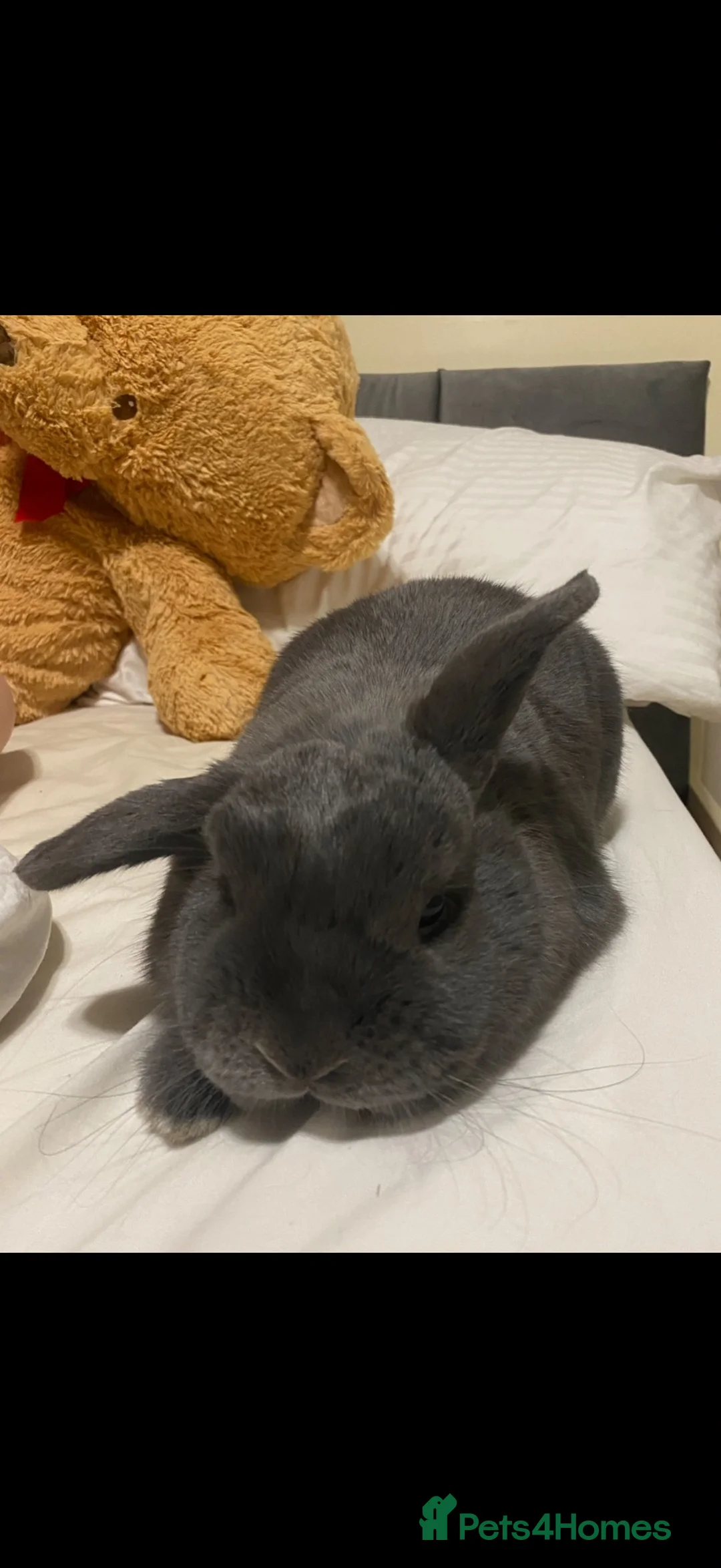 Mixed Breed rabbits for sale: Two rabbits looking for a new home  in St Albans - Advert 5