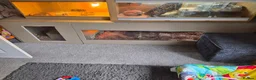 Boa Snake reptiles for sale: Large 8 to 9 foot boa contrictor  - Advert 3
