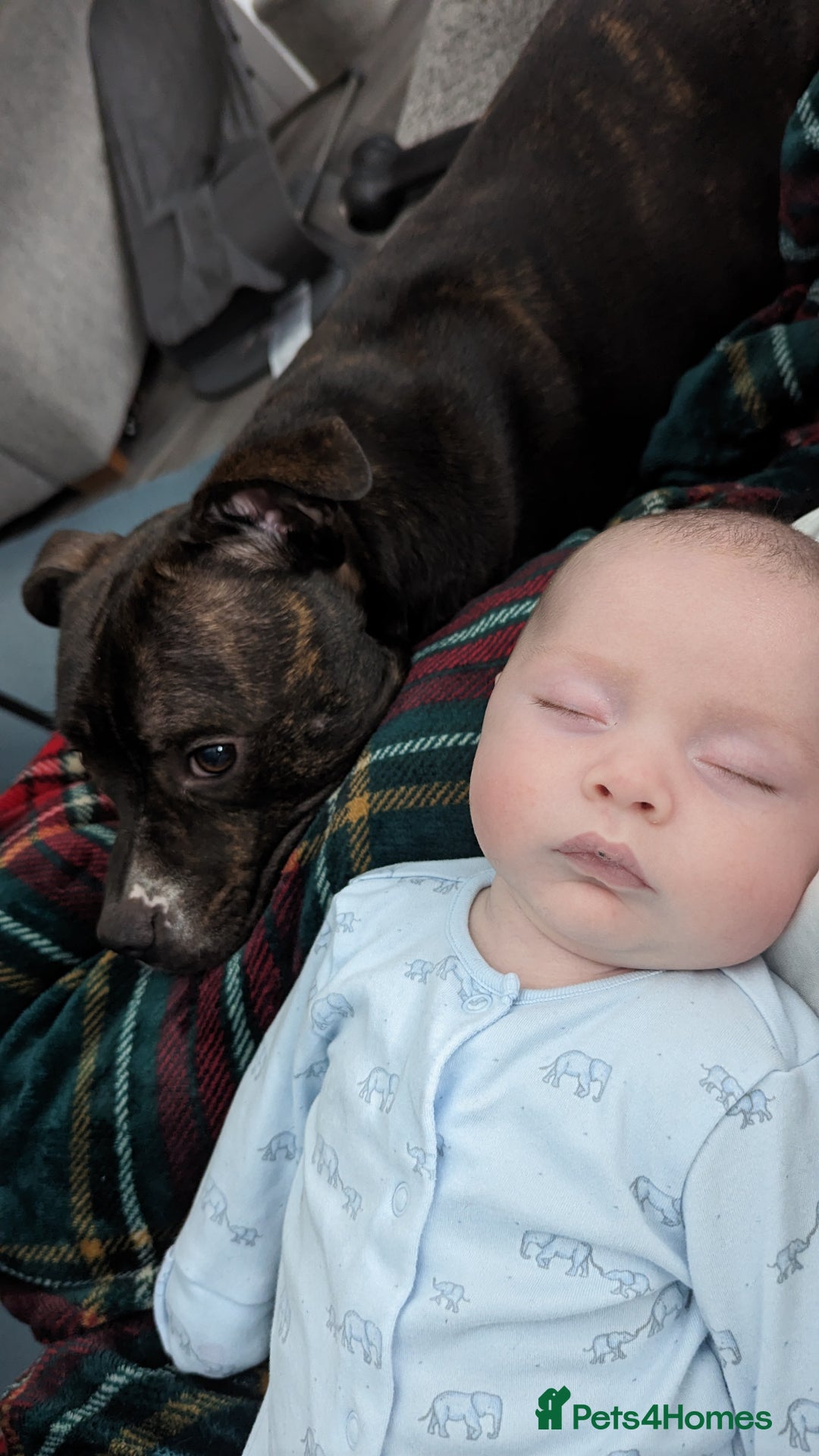 Staffordshire Bull Terrier dogs for sale: Male Staffy micro chipped ready for his new family - Image 18