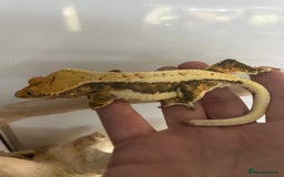 Gecko reptiles for sale: Tri colour lilly white crested gecko  - Image 1