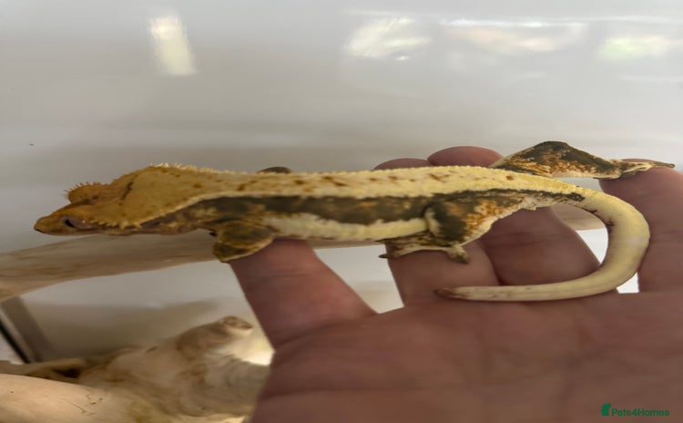 Gecko reptiles - Advert 2