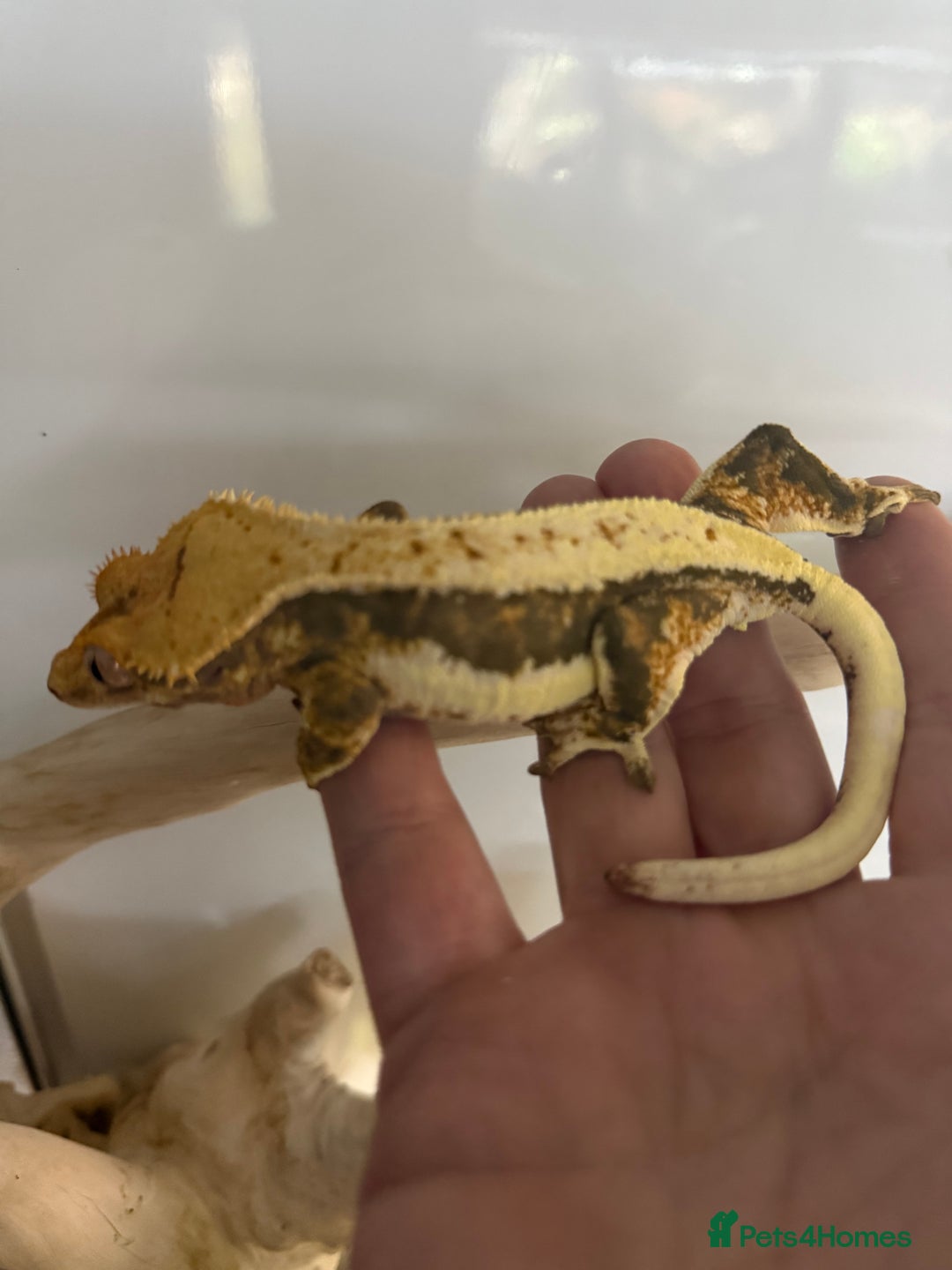 Gecko reptiles for sale: Tri colour lilly white crested gecko  - Image 1