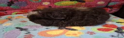 Guinea Pig rodents for sale: Baby Boars In Different Breeds  - Advert 3