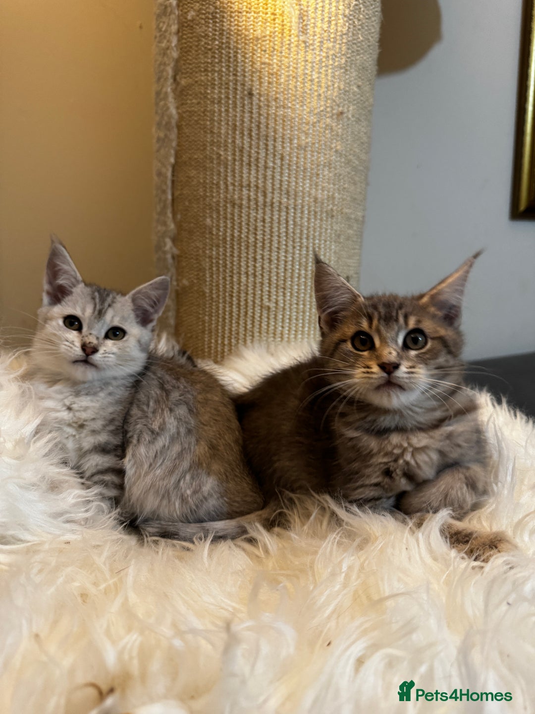 Maine Coon cats for sale: Beautiful Maine coon Mixed Kittens  🏡 - Image 1