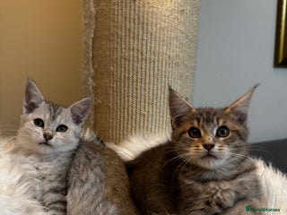 Maine Coon cats Two bonded Beautiful Maine coon Mixed Kittens 🏡 - Advert 4