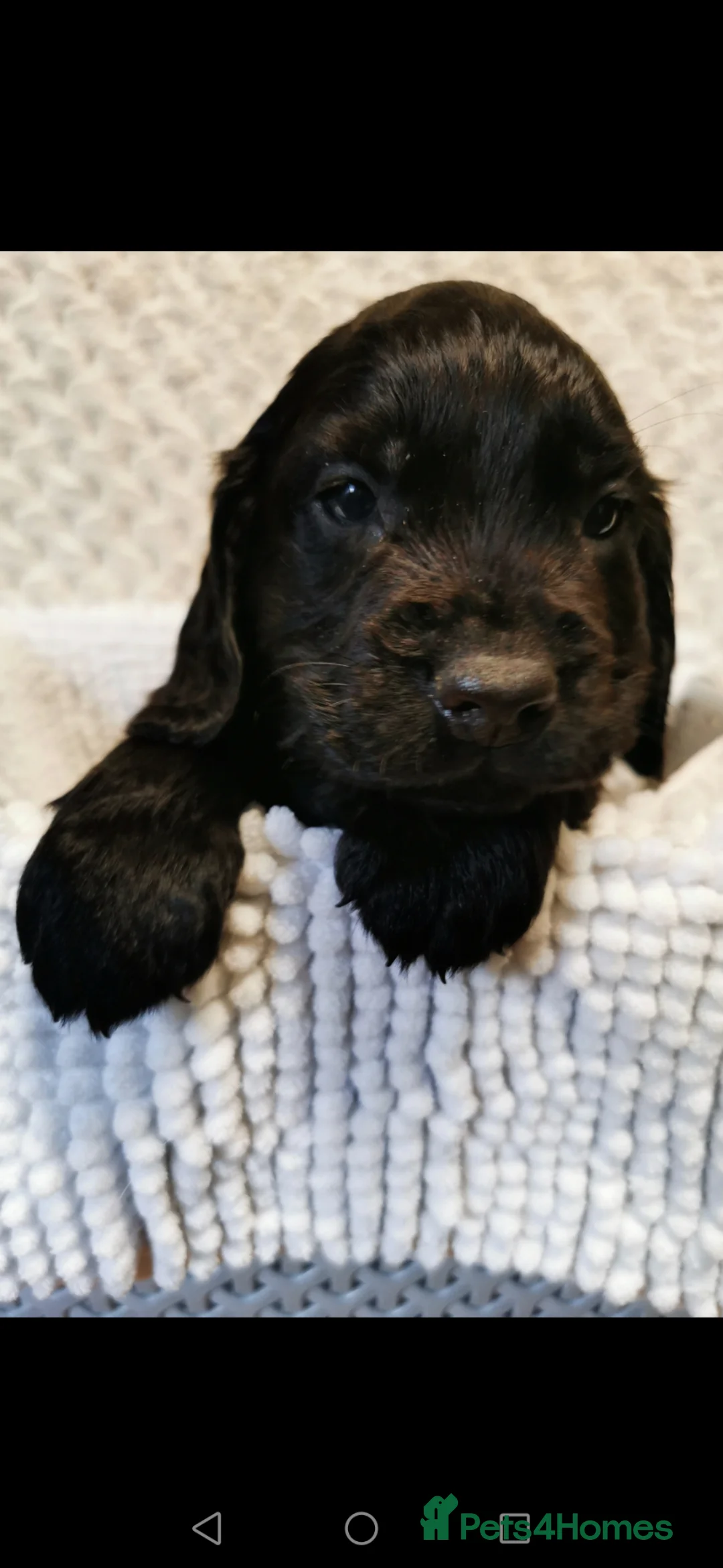 Cocker Spaniel dogs for sale: Black Cocker Spaniel Pups  - Advert 8
