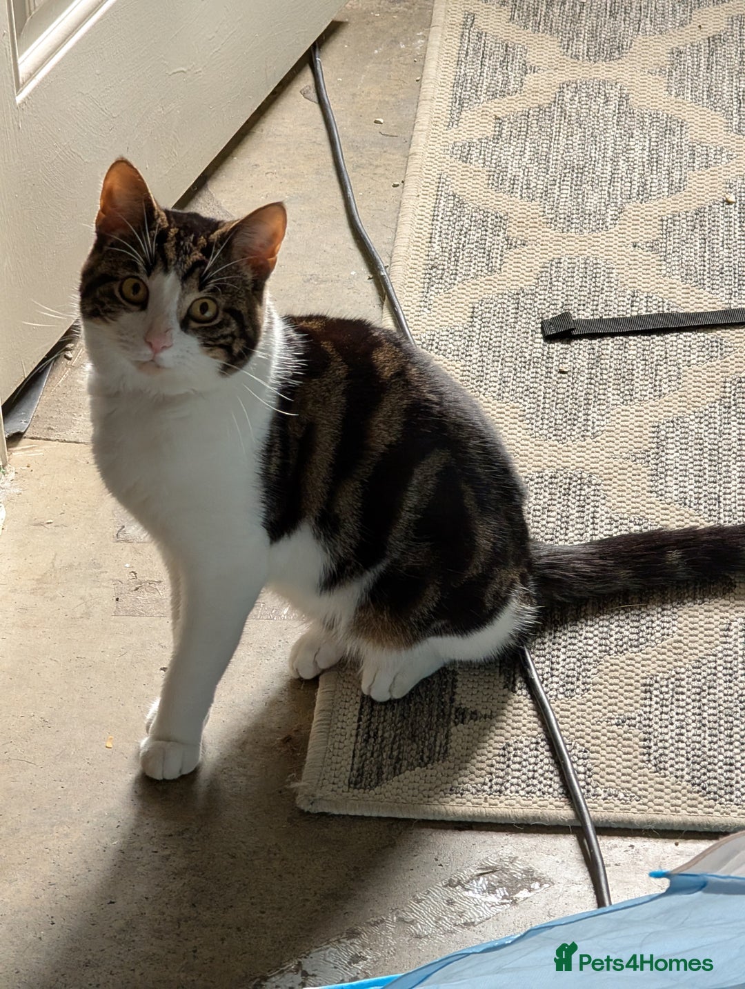 Mixed Breed cats for sale: 1 year old male cat - Image 4