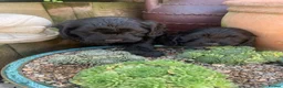 Cockapoo dogs for sale: Gorgeous Merle & Black Cockerpoos  - Advert 9