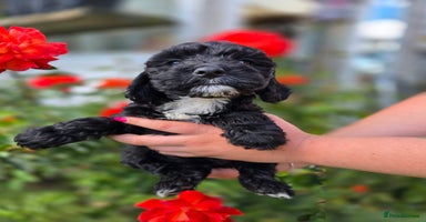 Cockapoo dogs - Advert 5