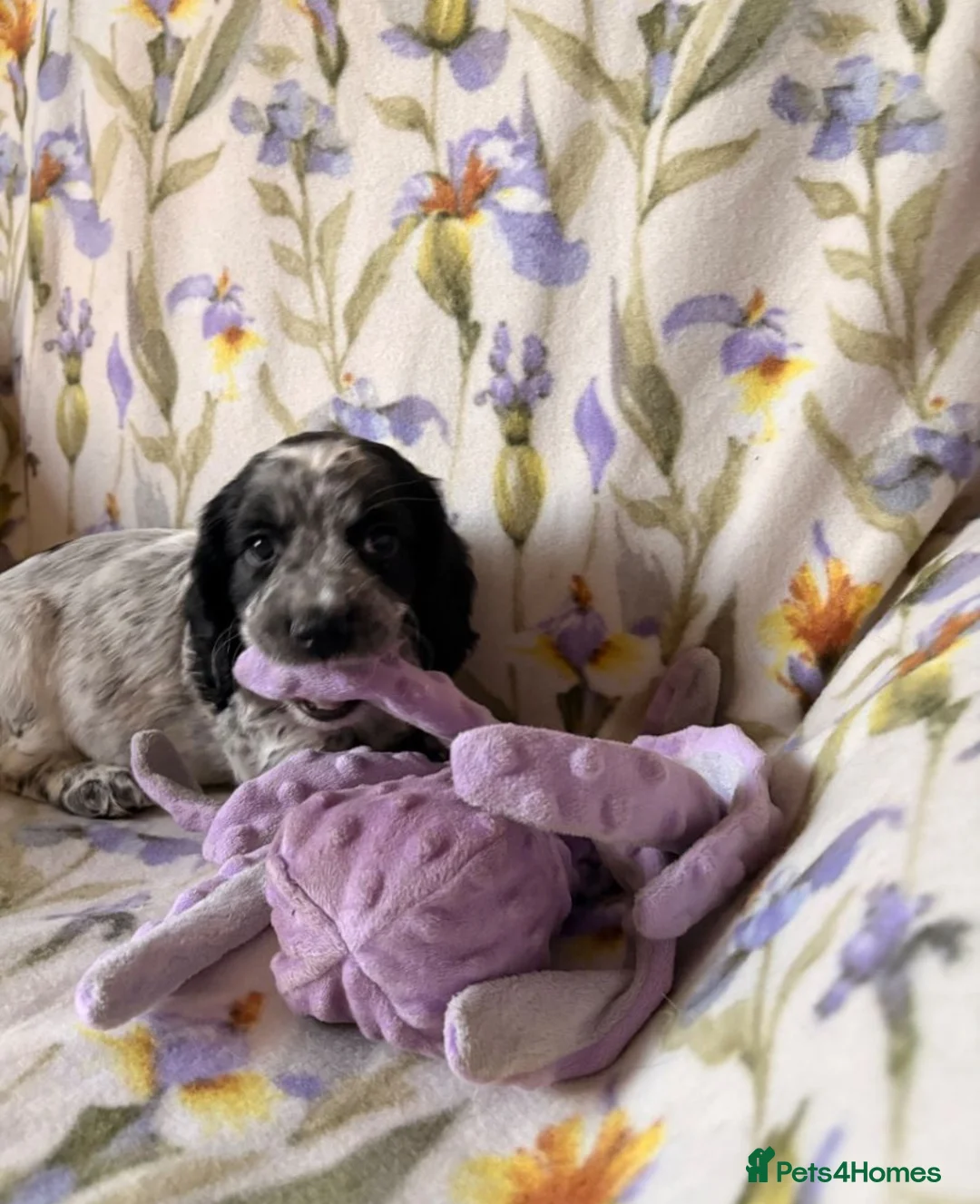 Cocker Spaniel dogs for sale: Working cocker spaniel puppies blue roan  - Advert 2
