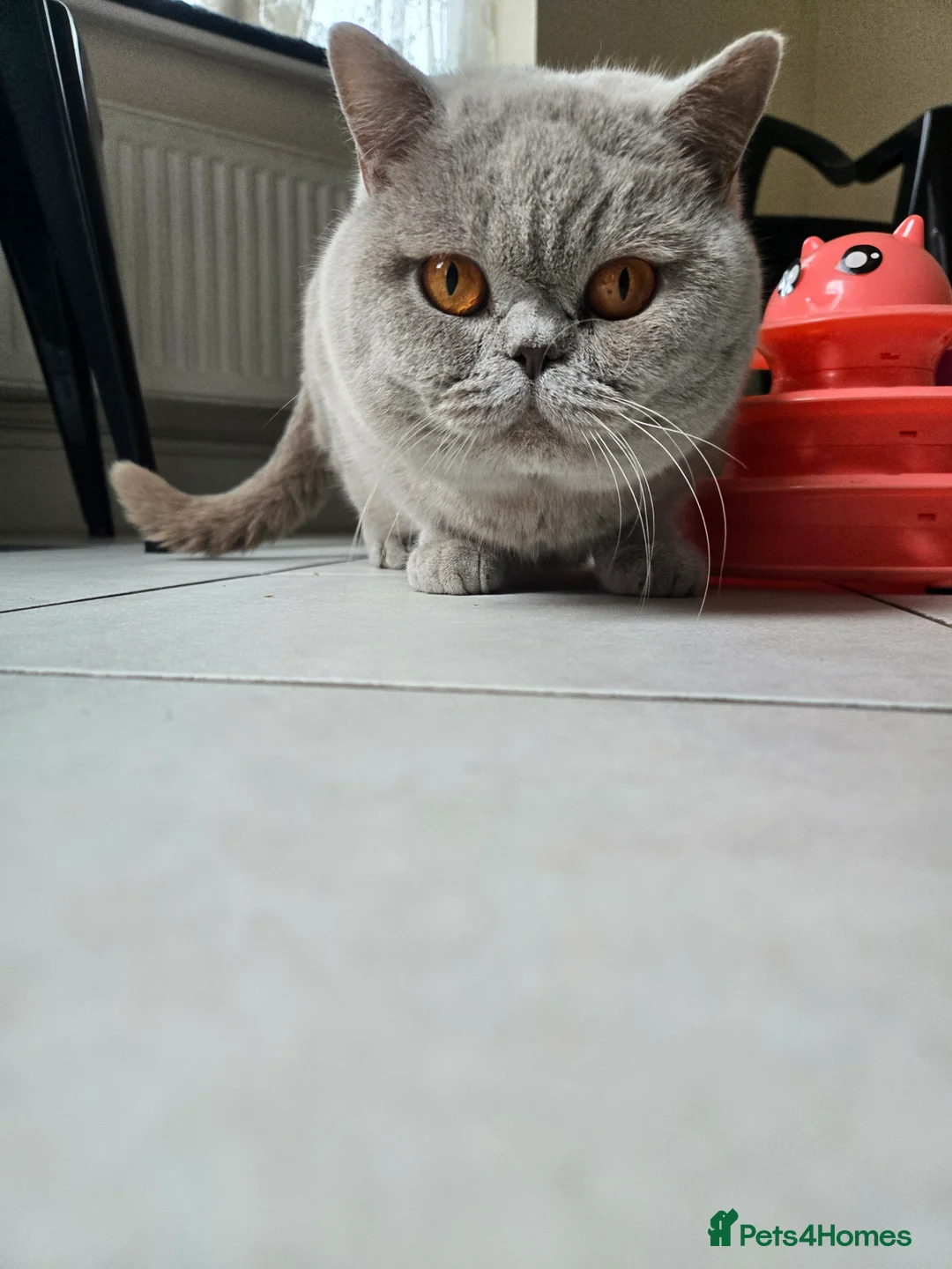 British Shorthair cats for sale: Beautiful Chonky Lilac British Shorthair  - Advert 4