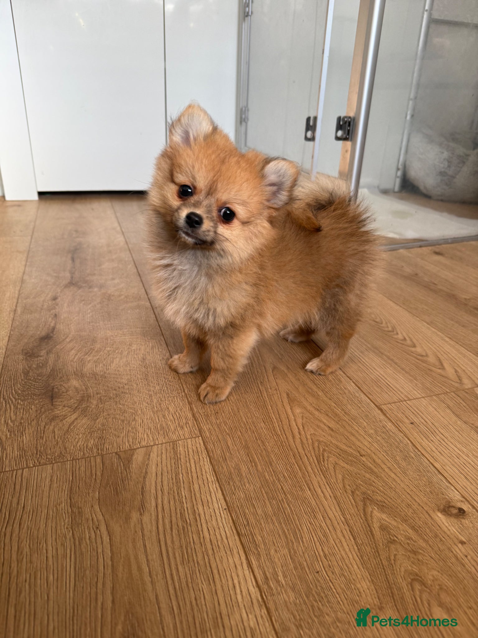 Pomchi dogs  Last boy ready now Pomeranian chihuahua  - Advert 12