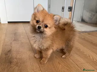 Pomchi dogs Last boy ready now Pomeranian chihuahua - Advert 12