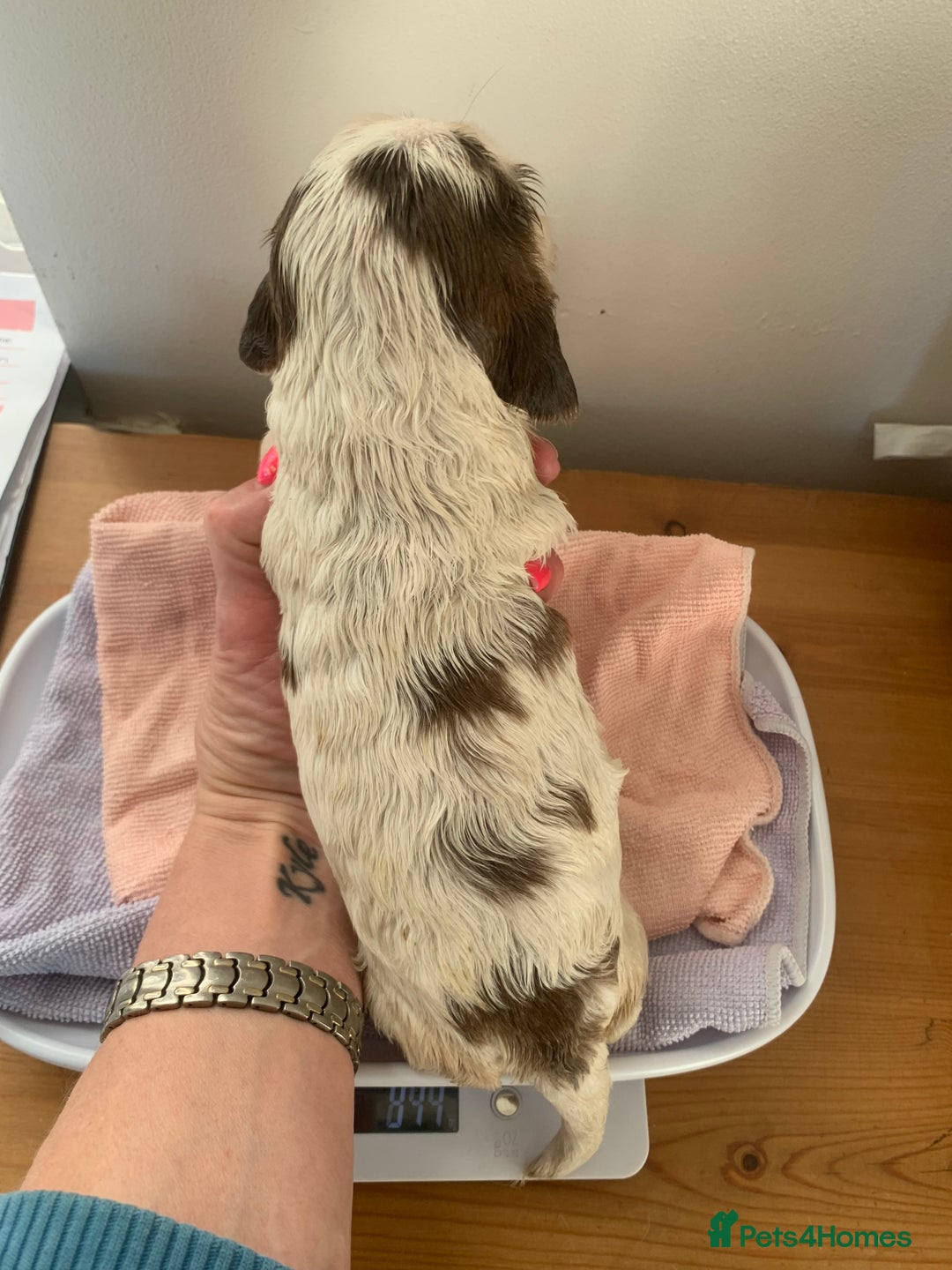 Cocker Spaniel dogs for sale: Beautiful show line cocker spaniel puppies  - Advert 28