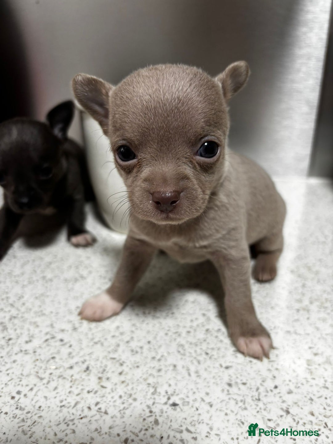 Chihuahua dogs for sale: Three Boy Chihuahuas | Lilac & Blue | Ready - Advert 21