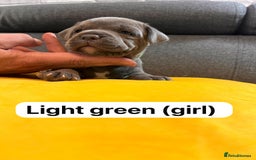Staffordshire Bull Terrier dogs for sale:   Champion-KC.Reg.Blue Staffordshire Bull Terrier  - Image 35