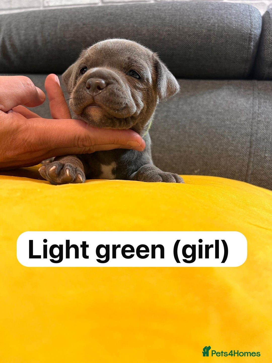 Staffordshire Bull Terrier dogs for sale:   Champion-KC.Reg.Blue Staffordshire Bull Terrier  - Image 35
