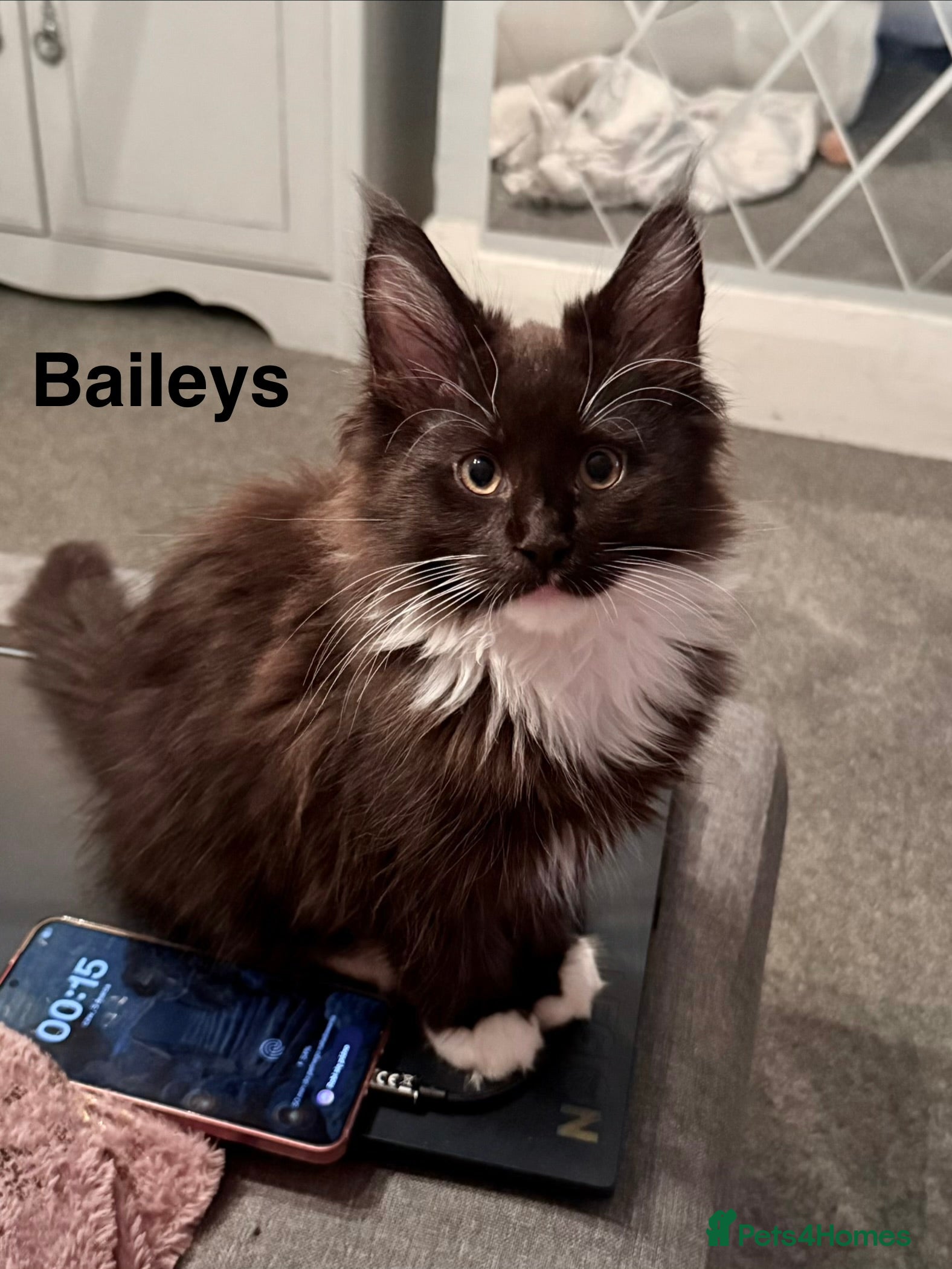 Maine Coon cats Stunning Pedigree Maine Coon Kittens for Sale - Advert 1