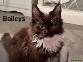 Maine Coon cats Stunning Pedigree Maine Coon Kittens for Sale - Advert 1