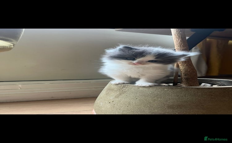Ragdoll cats - Advert 2