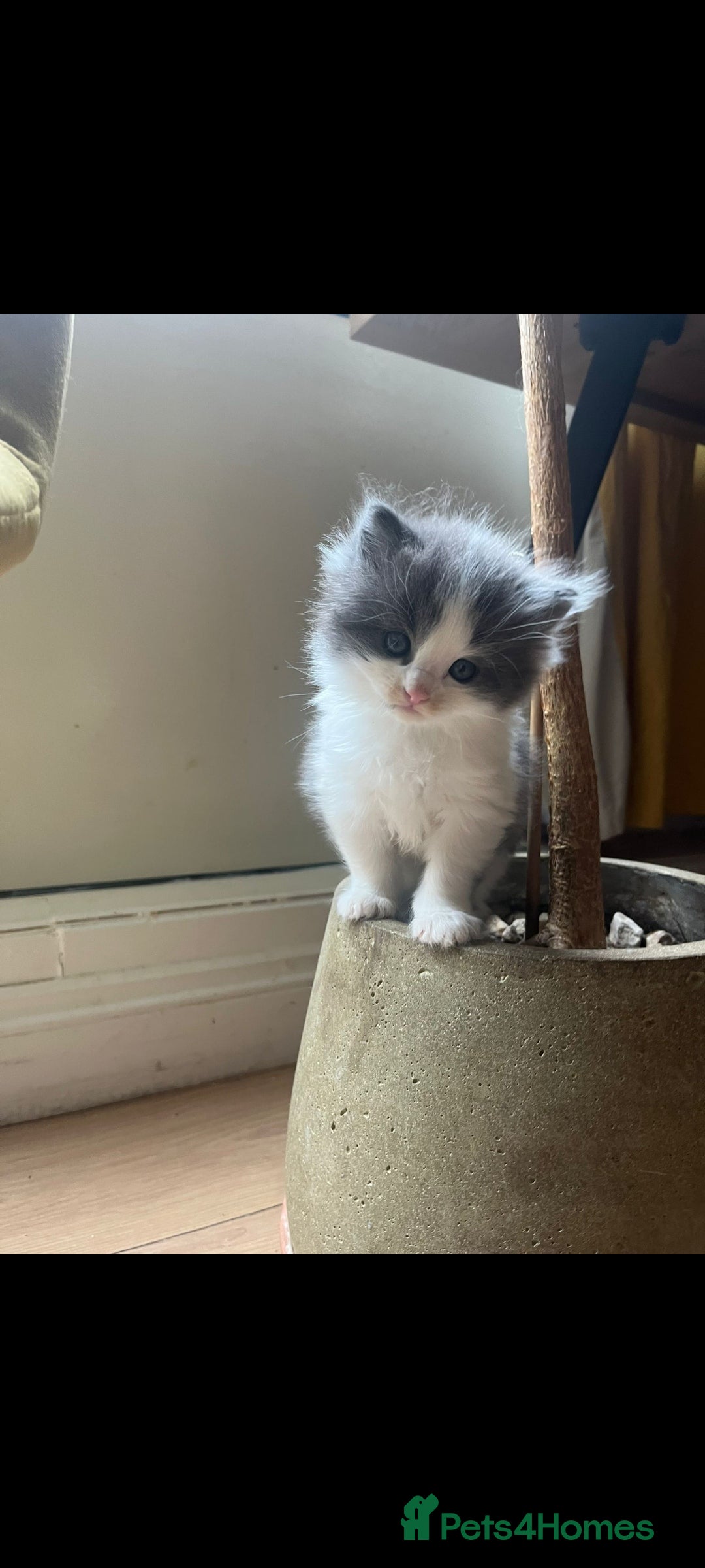 Ragdoll cats for sale: Ragdoll British shorthair kittens - Image 1