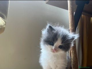 Ragdoll cats - Advert 1