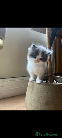 Ragdoll cats - Advert 7