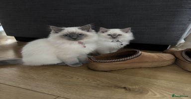 Ragdoll cats - Advert 4