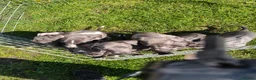 Whippet dogs for sale: Whippets - Advert 5