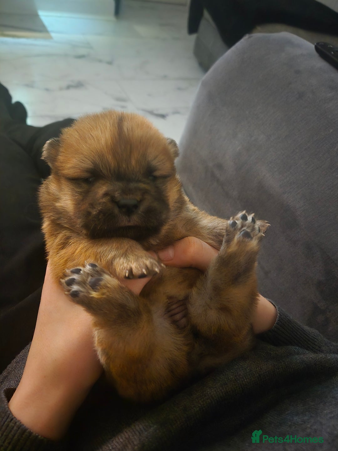 Chow Chow dogs for sale: Ready leave 23/12/2025 chocolate carrier CHOW CHOW - Advert 5