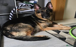German Shepherd dogs for sale: German shepard pups - Image 12
