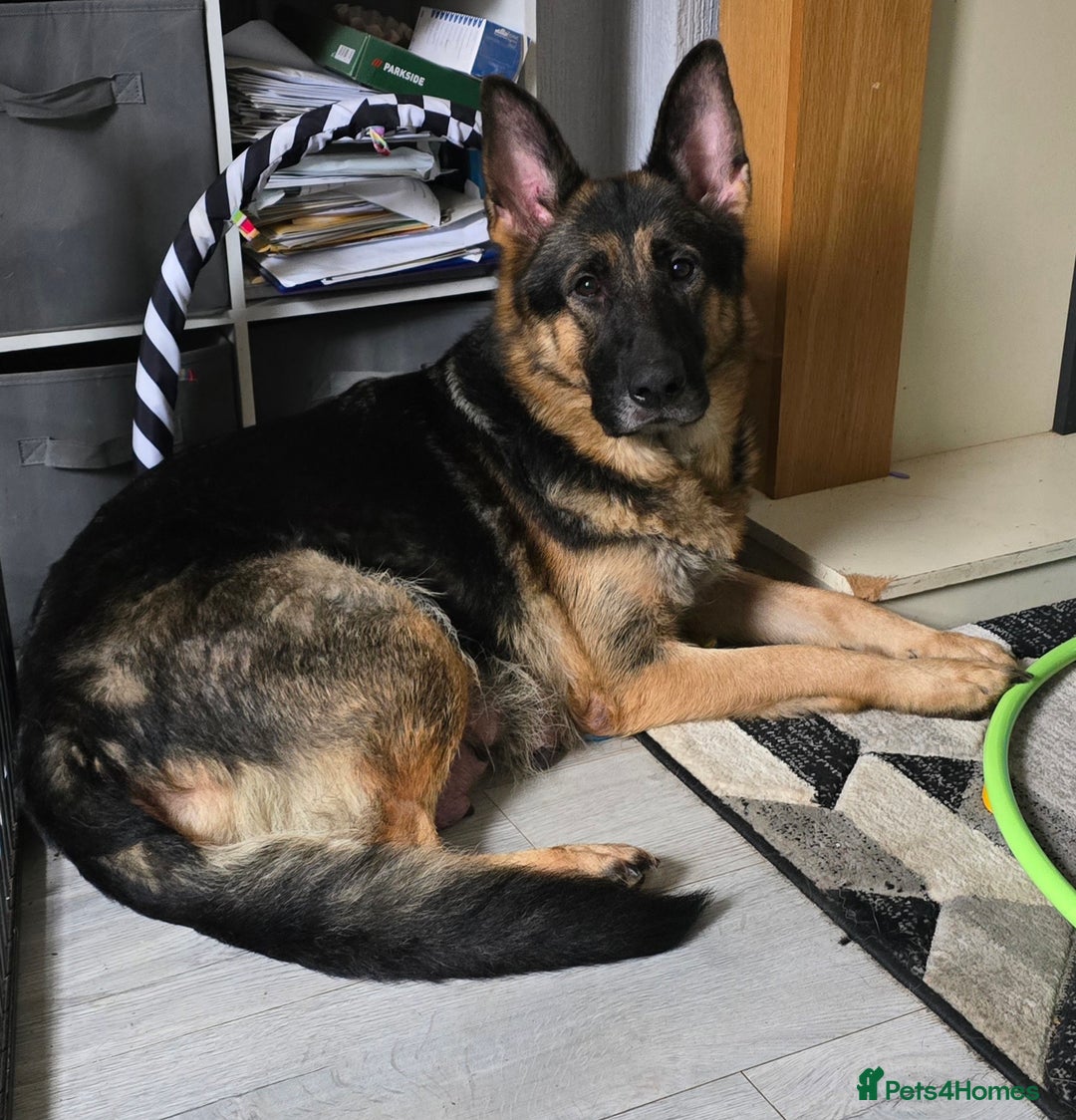 German Shepherd dogs for sale: German shepard pups - Image 12